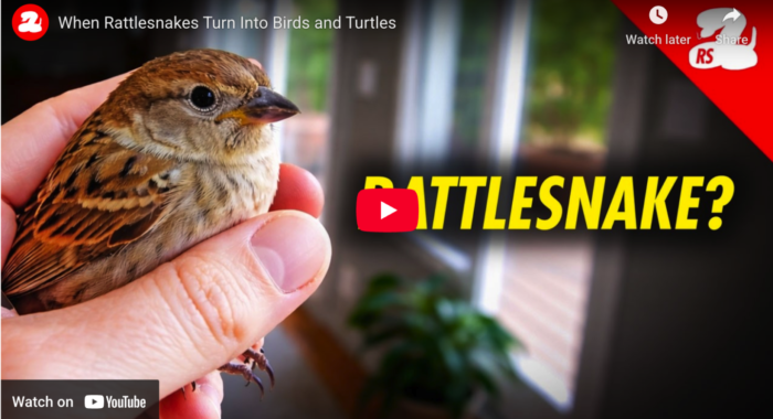 When Rattlesnakes Turn Into Birds and Turtles